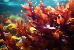 Dulse Zeewier Poeder Biologisch