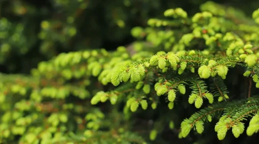 Fijnspar Dennennaalden Thee Picea Abies
