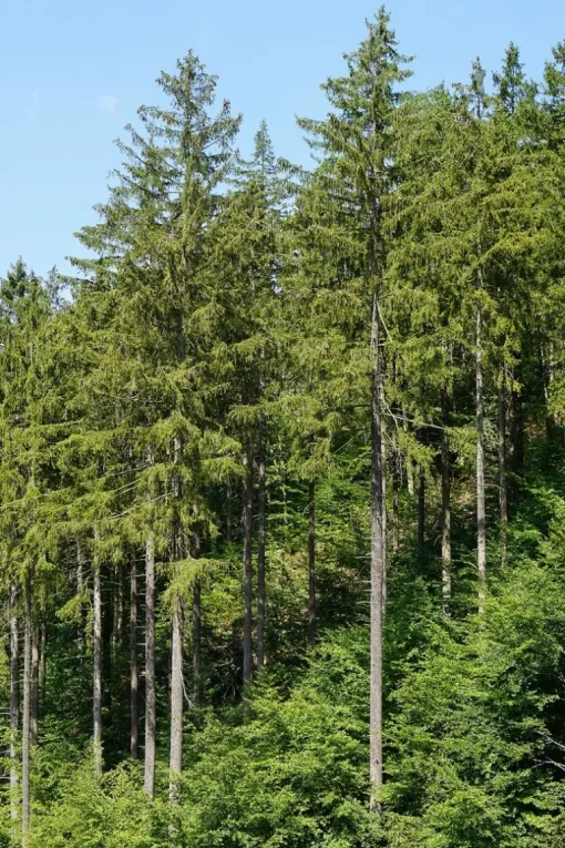 Fijnspar Dennennaalden Thee Picea Abies