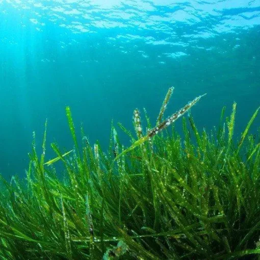 Fytoblue Blauwe Spirulina Extract Poeder Biologisch