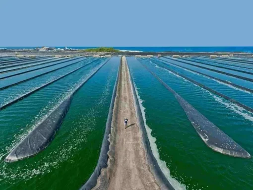 Fytoblue Blauwe Spirulina Extract Poeder Biologisch