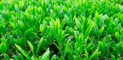 Genmaicha Thee Biologisch