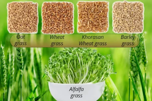 5-Greens Sap Concentraat Poeder Biologisch