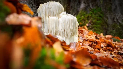 Hericium (Pruikzwam) Granulaat 4-6 mm Biologisch