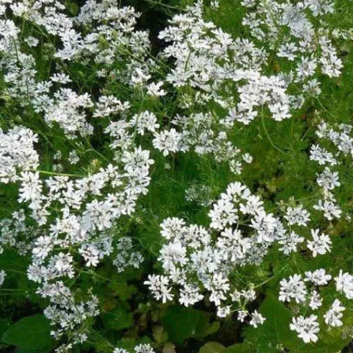 Koriander Heel kiemarm Biologisch