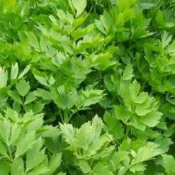 Maggikruidwortel Poeder Biologisch kiemarm