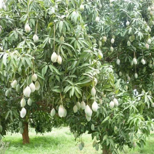 Mango Granulaat 0-5 mm Biologisch