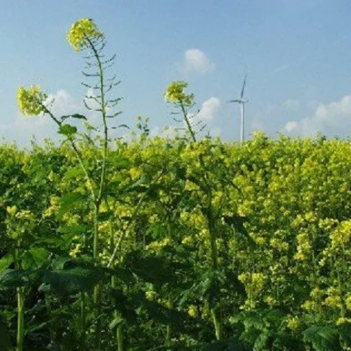 Mosterdzaad Gebroken Geel Sinapis Alba Biologisch
