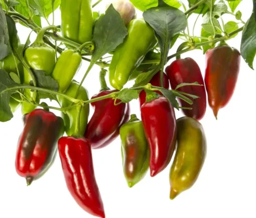 Paprika Poeder Gerookt Biologisch