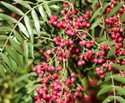 Roze Peperbessen Brazillië Biologisch