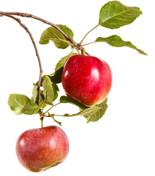 Troebel Appelazijn Biologisch 500 ml
