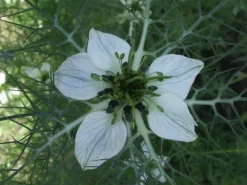 Zwarte Komijn Nigella Heel Biologisch