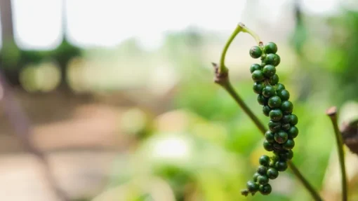 Zwarte Peper korrels Biologisch